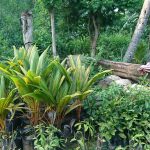 සිතිජ පැල තවාන