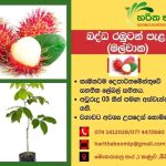 හරිත භූමි පැළ තවාන