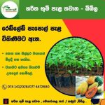 හරිත භූමි පැළ තවාන