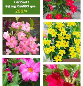 හරිත භූමි පැළ තවාන