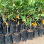 හරිත භූමි පැළ තවාන