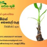 හරිත භූමි පැළ තවාන