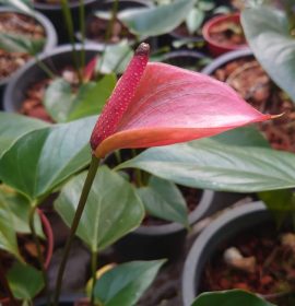 හසි විනූ ඇන්තූරියම්