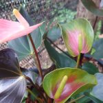 හසි විනූ ඇන්තූරියම්