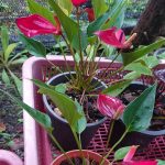 හසි විනූ ඇන්තූරියම්