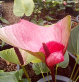 හිරු ඇන්තුරියම්