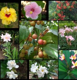 රංග පැල තවාන