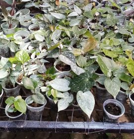 Lehansa Anturiyam plant Narsary of Srilanka