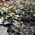 Lehansa Anturiyam plant Narsary of Srilanka