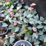 Lehansa Anturiyam plant Narsary of Srilanka