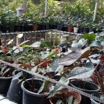 Lehansa Anturiyam plant Narsary of Srilanka