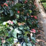 Lehansa Anturiyam plant Narsary of Srilanka
