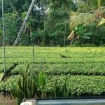සිතිජ පැල තවාන