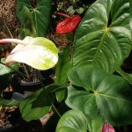 Anthurium mal  pala