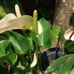 Anthurium mal  pala