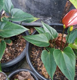 Anthurium mal  pala