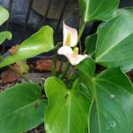 Anthurium mal  pala