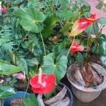Anthurium mal  pala