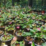 සඳමිණි මල්පැල තවාන