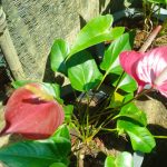 මධාරා මල්පියස