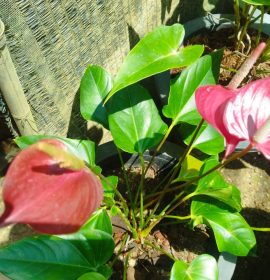 මධාරා මල්පියස