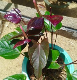 සඳමිණි මල්පැල තවාන