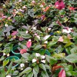 මධාරා මල්පියස