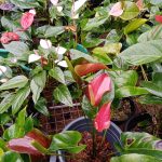 මධාරා මල්පියස