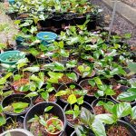 මධාරා මල්පියස