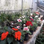 viliam visithuru mal