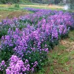 Thushara Flowers