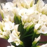 Sinadee Flora