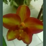 ඕකිඩ් වැල්ලවාය