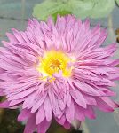 බ්ලූමින් ප්ලාන්ට්ස්