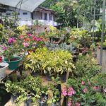 Vindiv Flower House Vindiv Flower House
