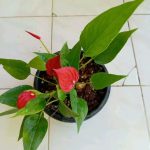 ඕකිඩ් වැල්ලවාය