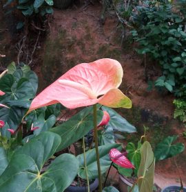 විසිතුරු  මල්