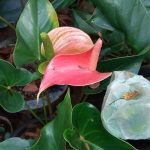 විසිතුරු  මල්