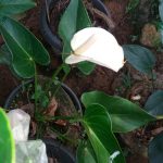විසිතුරු  මල්