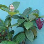 විසිතුරු  මල්