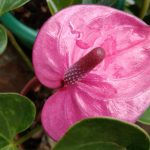 Minuli Plants Nursery Minuli Plants Nursery