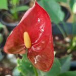 Minuli Plants Nursery Minuli Plants Nursery