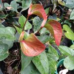 Minuli Plants Nursery Minuli Plants Nursery