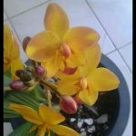 ඕකිඩ් වැල්ලවාය