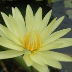 බ්ලූමින් ප්ලාන්ට්ස්
