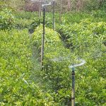 චන්දි පැල තවාන