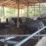 වසන්ත කිරි නිෂ්පාදන
