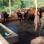 වසන්ත කිරි නිෂ්පාදන