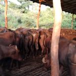 වසන්ත කිරි නිෂ්පාදන