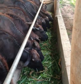 වසන්ත කිරි නිෂ්පාදන